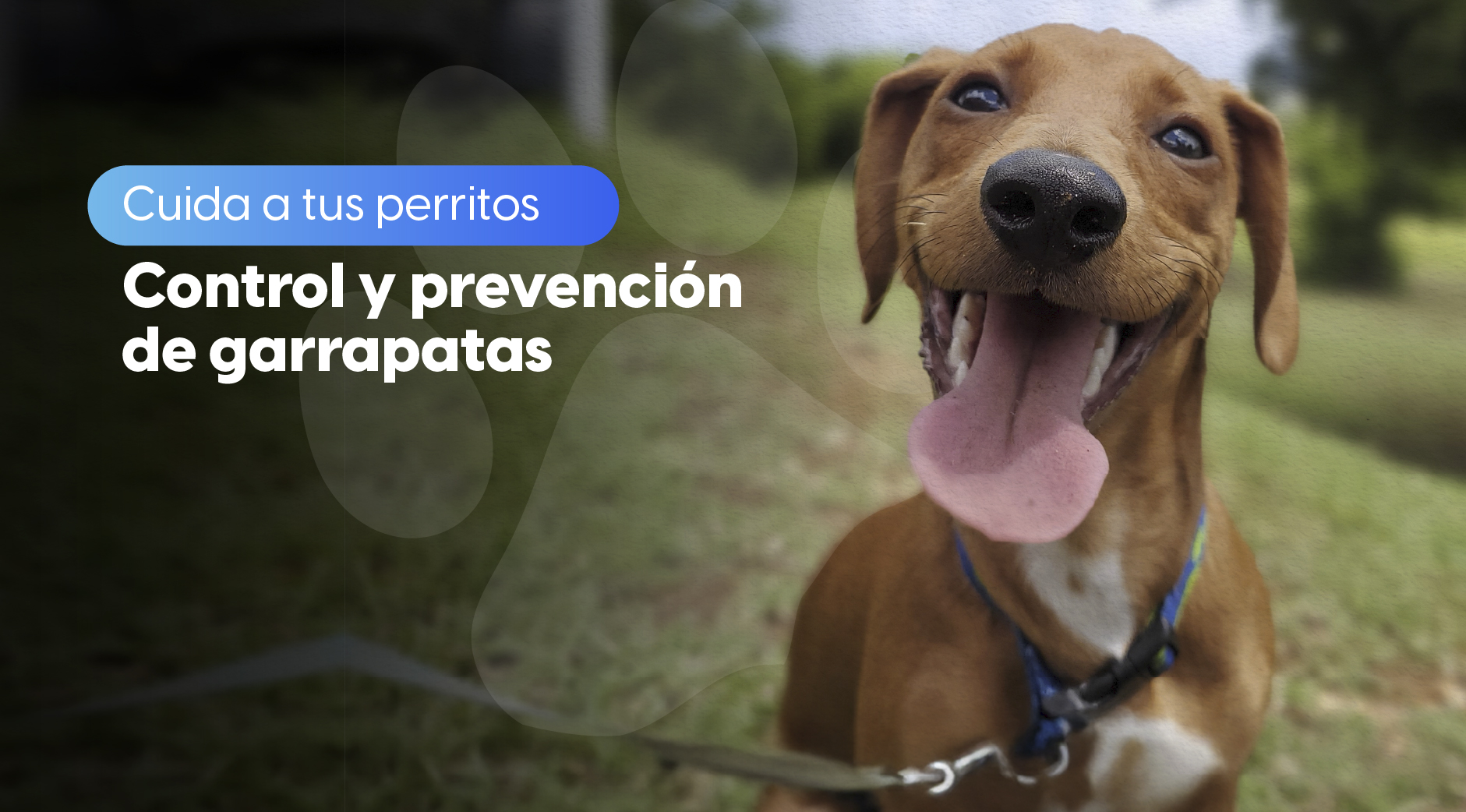 Control de Garrapatas