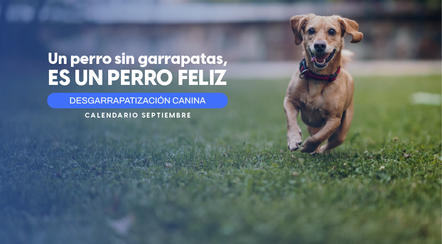 Desgarrapatizaciones