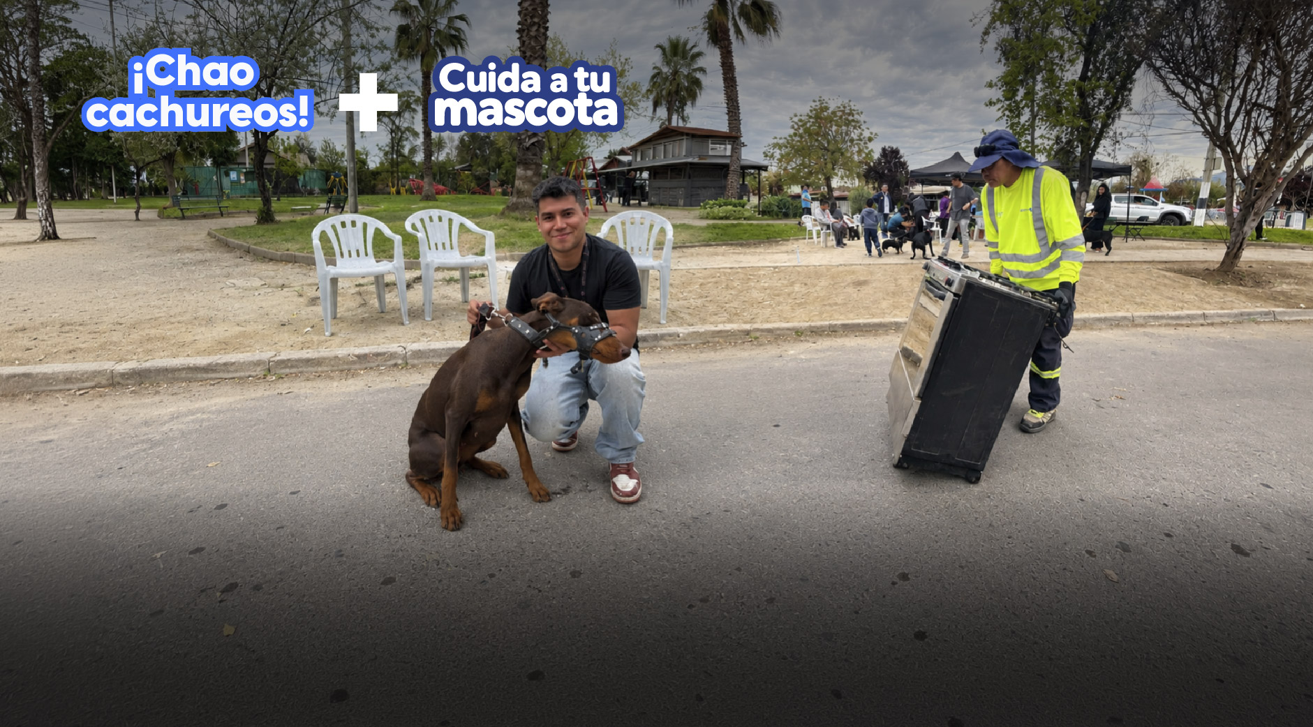 Chao cachureos +Mascota